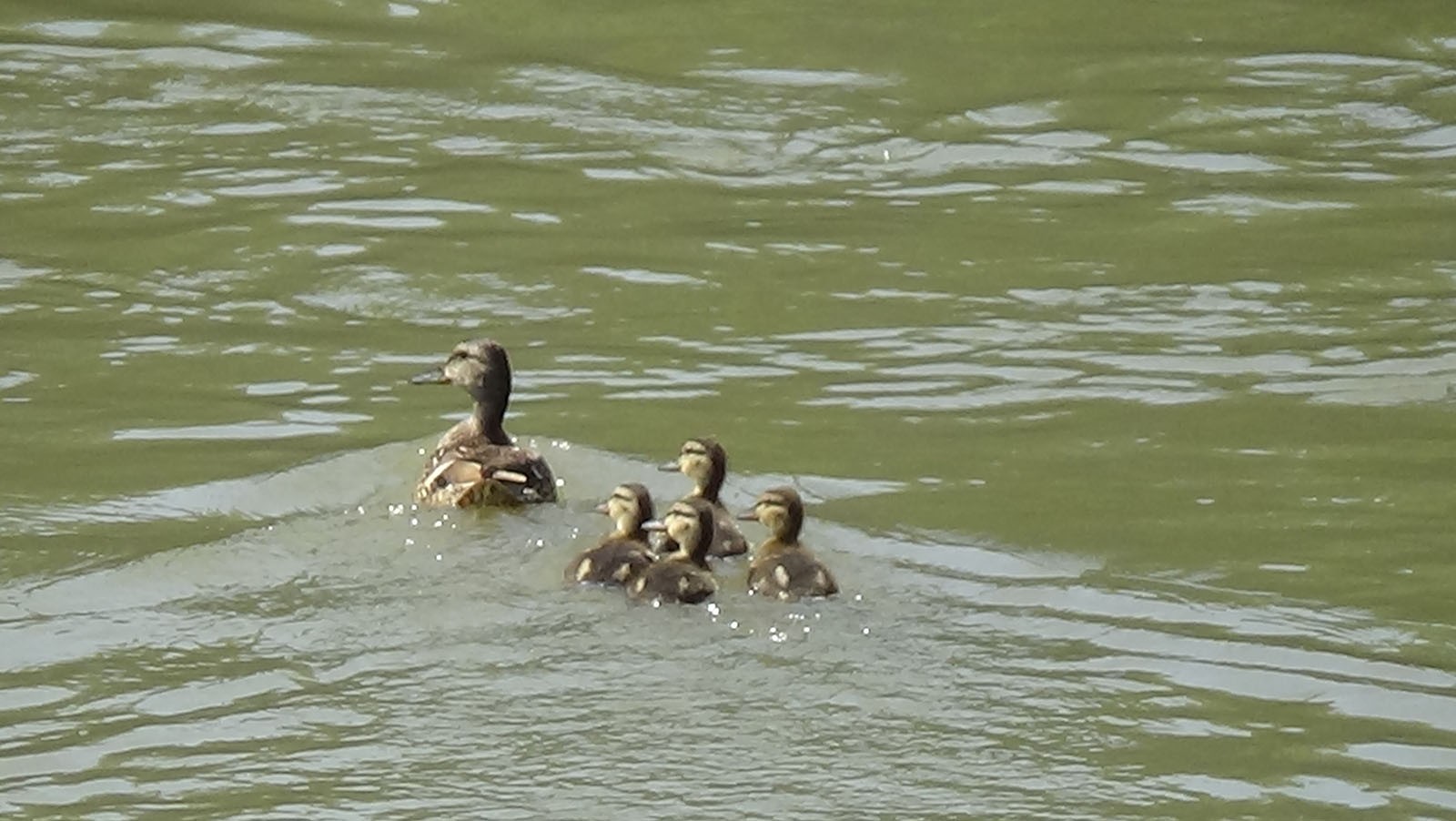 Yaban ördekleri yavrularıyla Kars Çayında